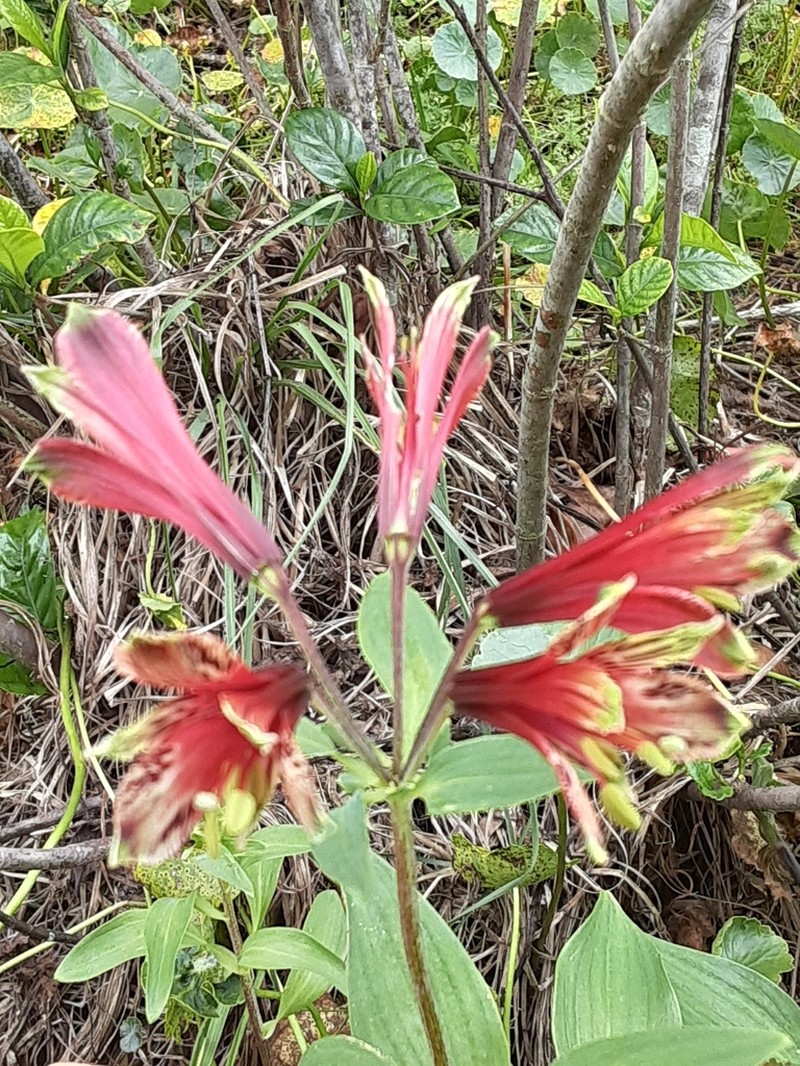 Lily Of The Incas photo 6