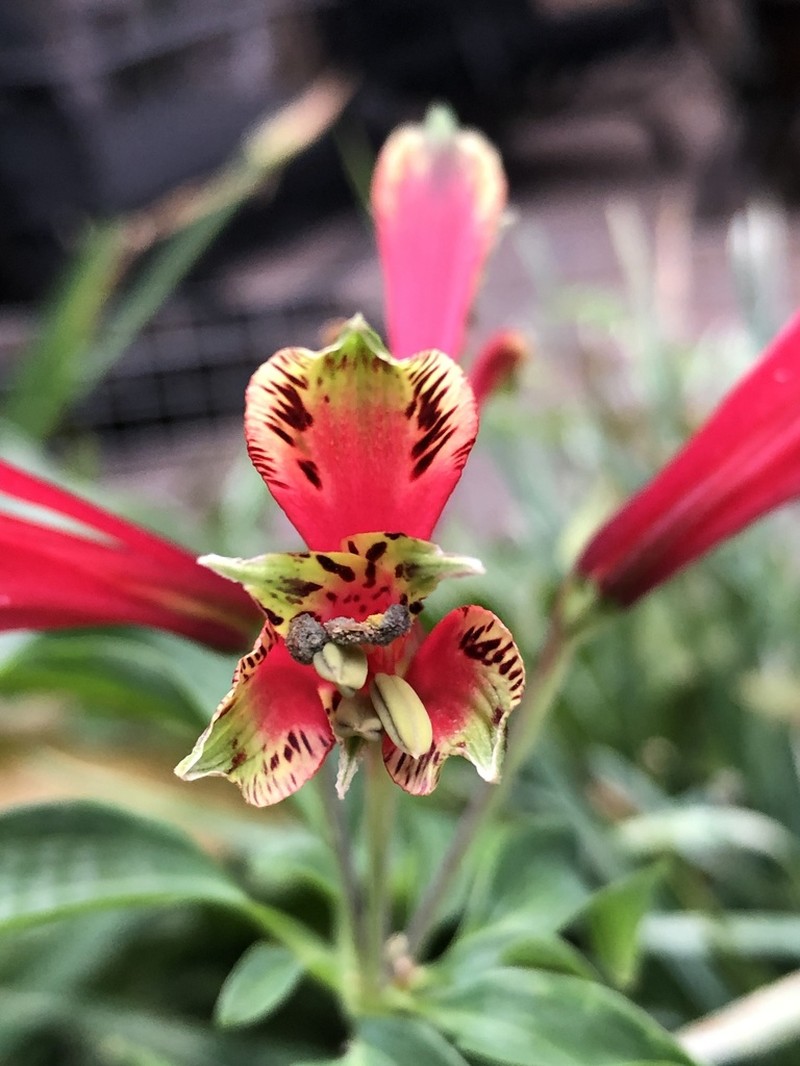 Lily Of The Incas photo 8