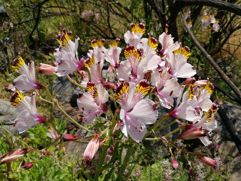 Alstroemeria pulchra photo 2