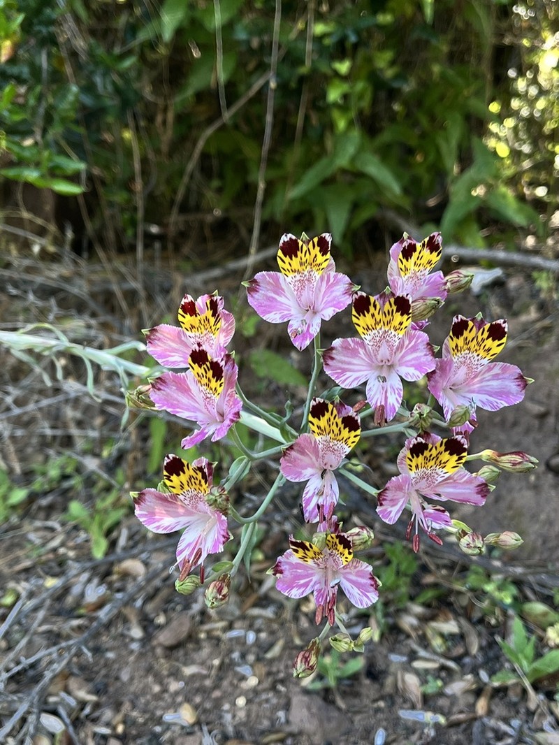 Alstroemeria pulchra photo 3