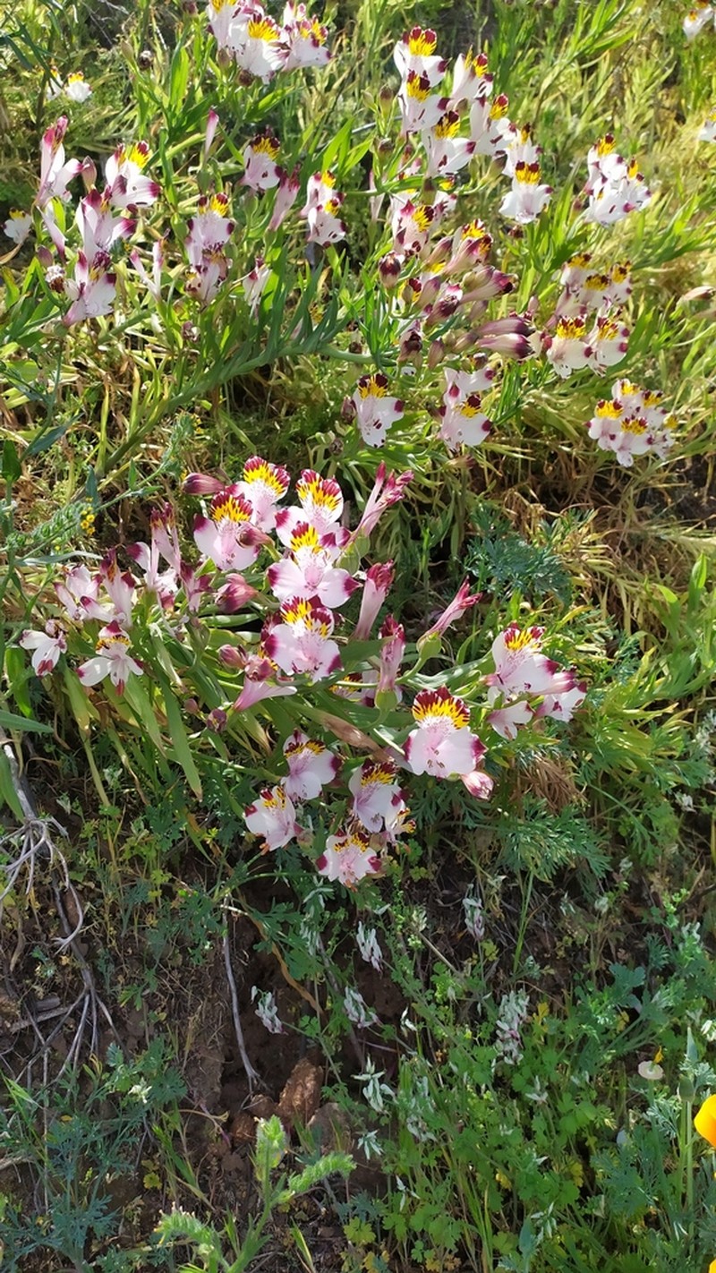 Alstroemeria pulchra photo 4