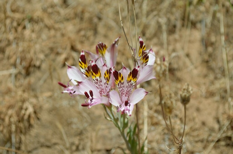 Alstroemeria pulchra photo 5