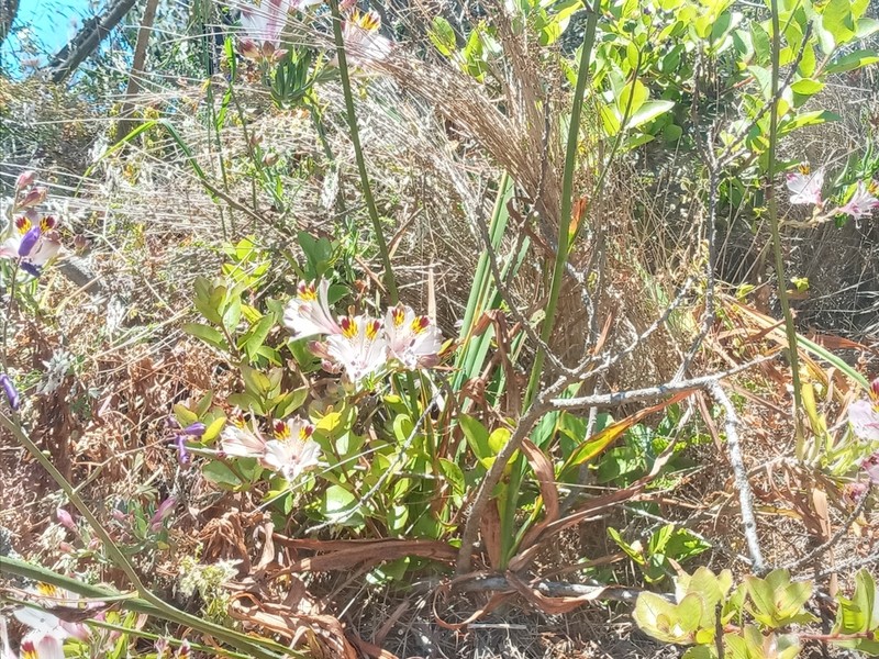 Alstroemeria pulchra photo 6
