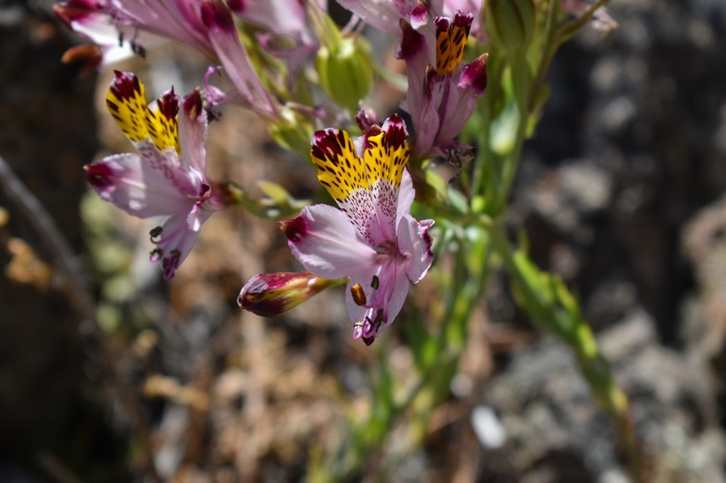 Alstroemeria pulchra photo 8