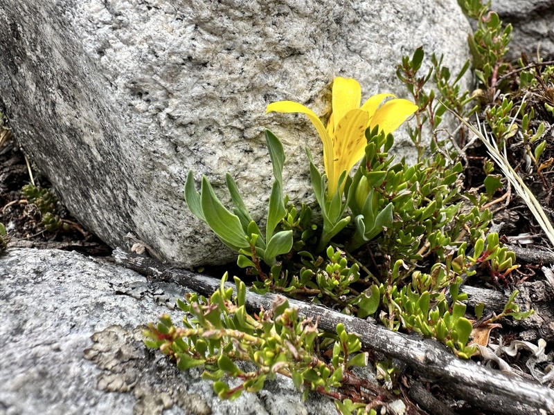 Alstroemeria pygmaea photo 5