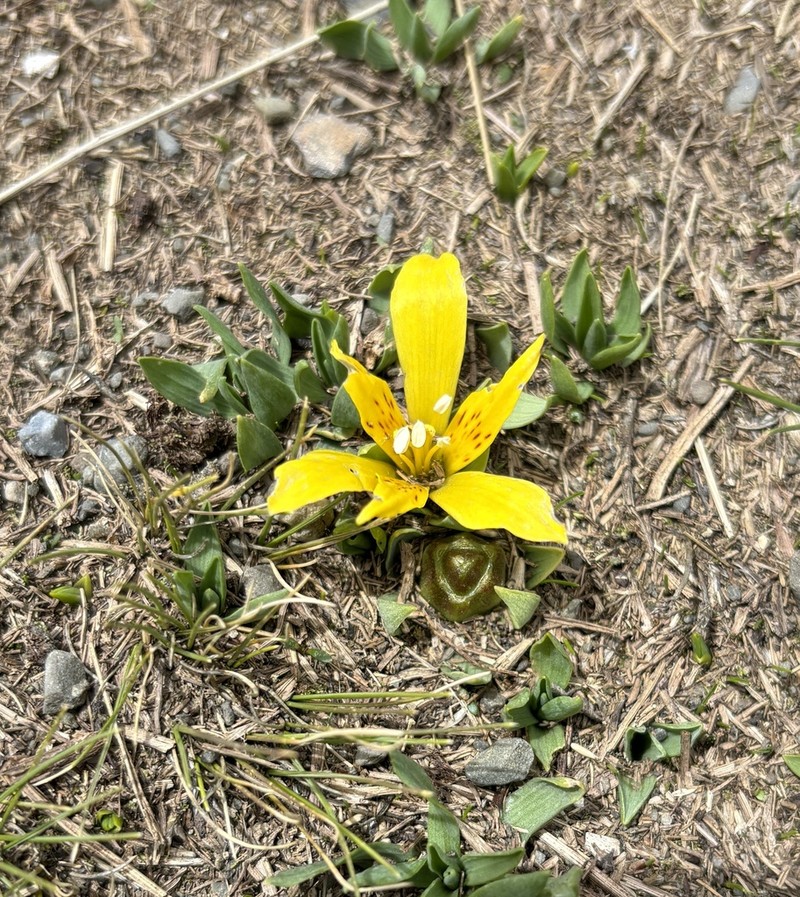 Alstroemeria pygmaea photo 7