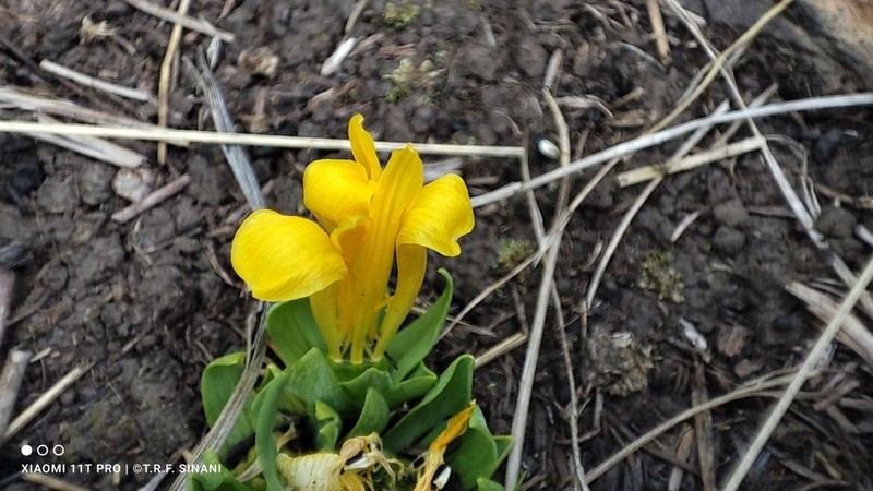 Alstroemeria pygmaea photo 8
