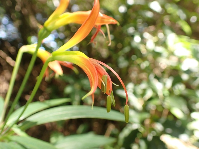 Alstroemeria radula