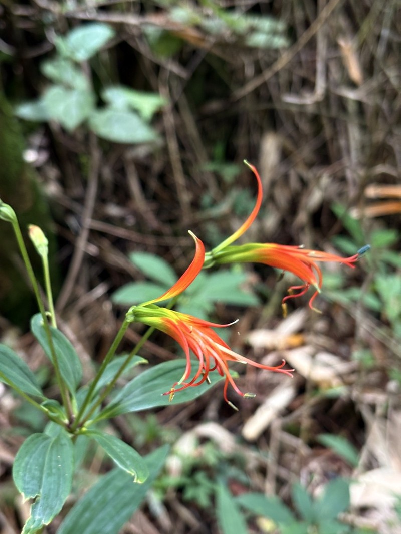 Alstroemeria radula photo 2