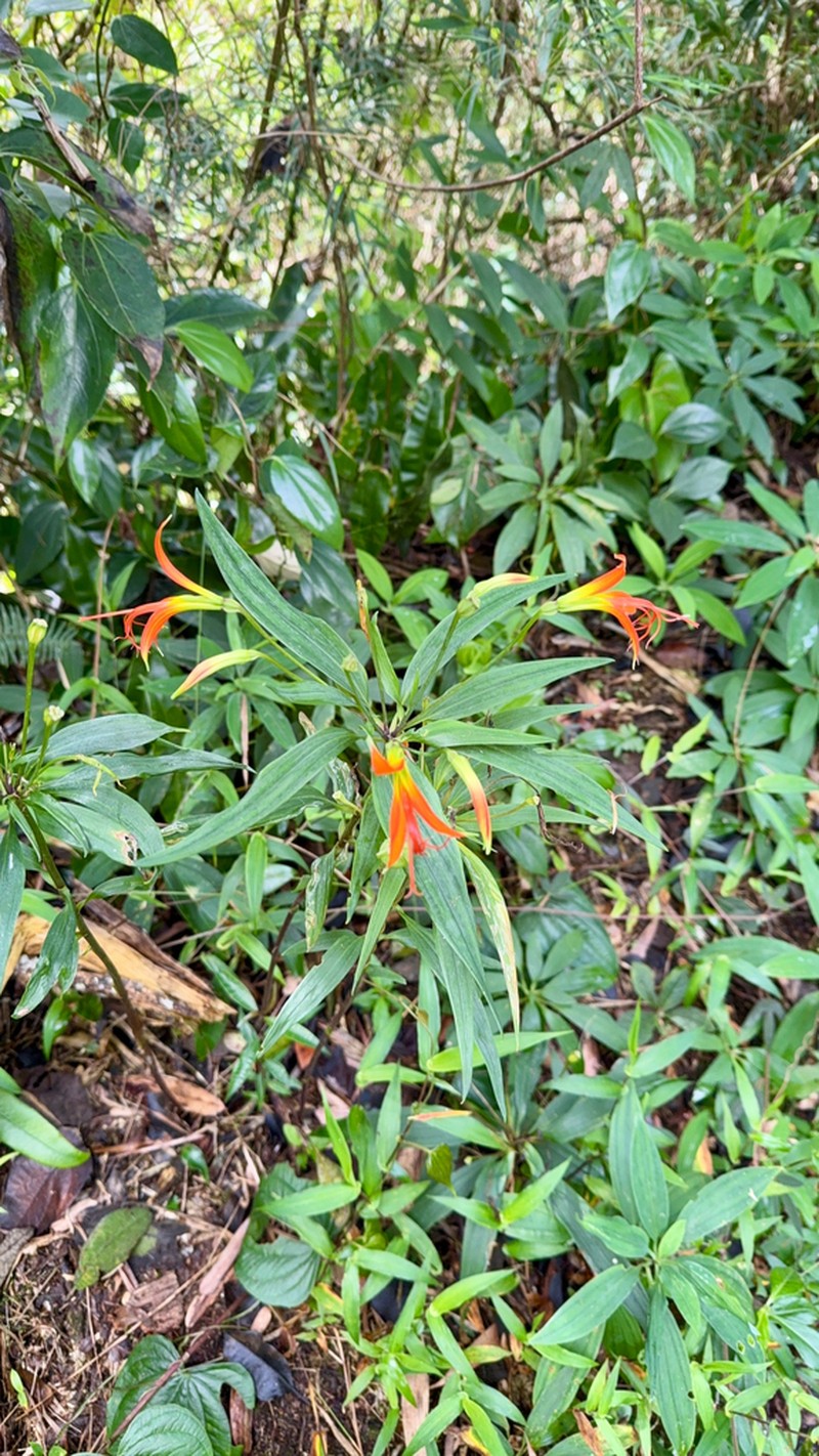 Alstroemeria radula photo 3