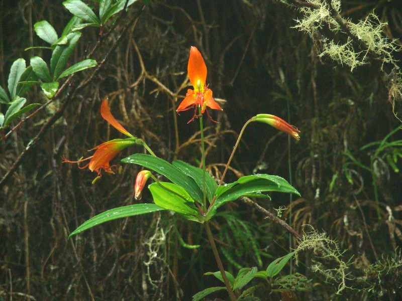 Alstroemeria radula photo 4