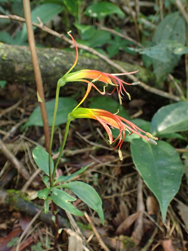 Alstroemeria radula photo 5