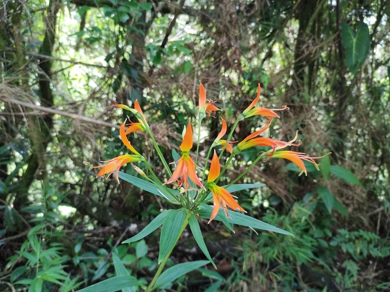Alstroemeria radula photo 6