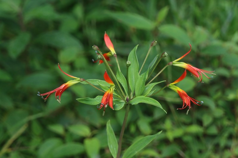 Alstroemeria radula photo 7