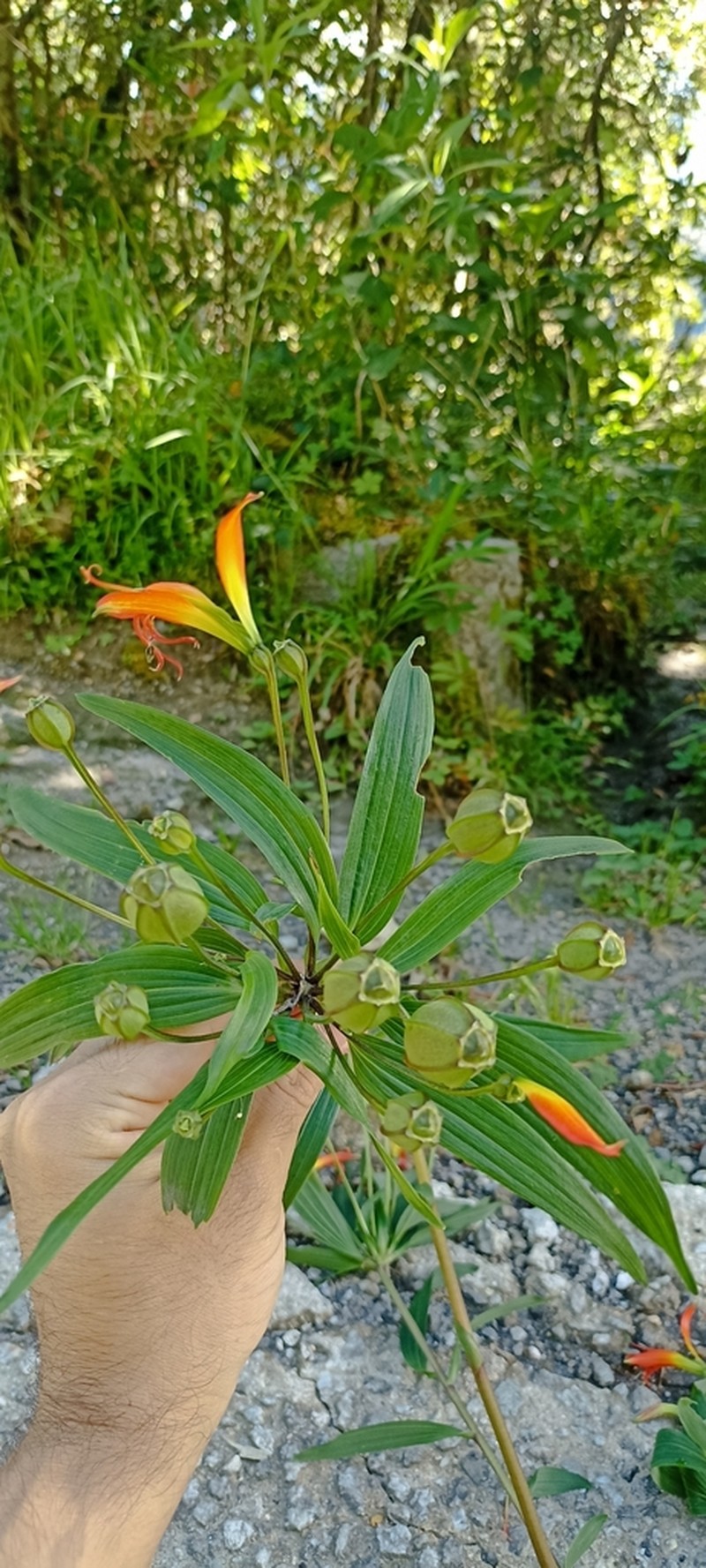Alstroemeria radula photo 8