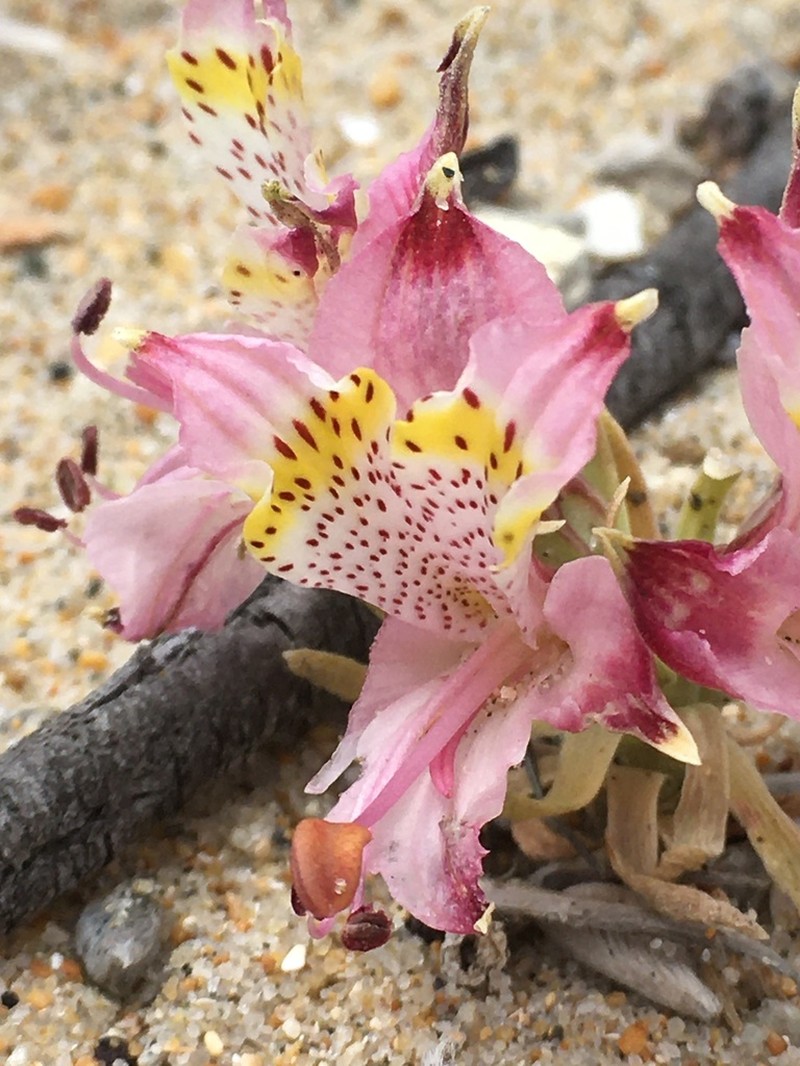 Alstroemeria recumbens photo 2