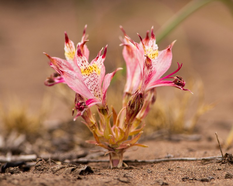 Alstroemeria recumbens photo 4