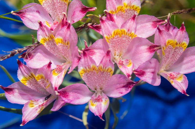 Alstroemeria recumbens photo 5