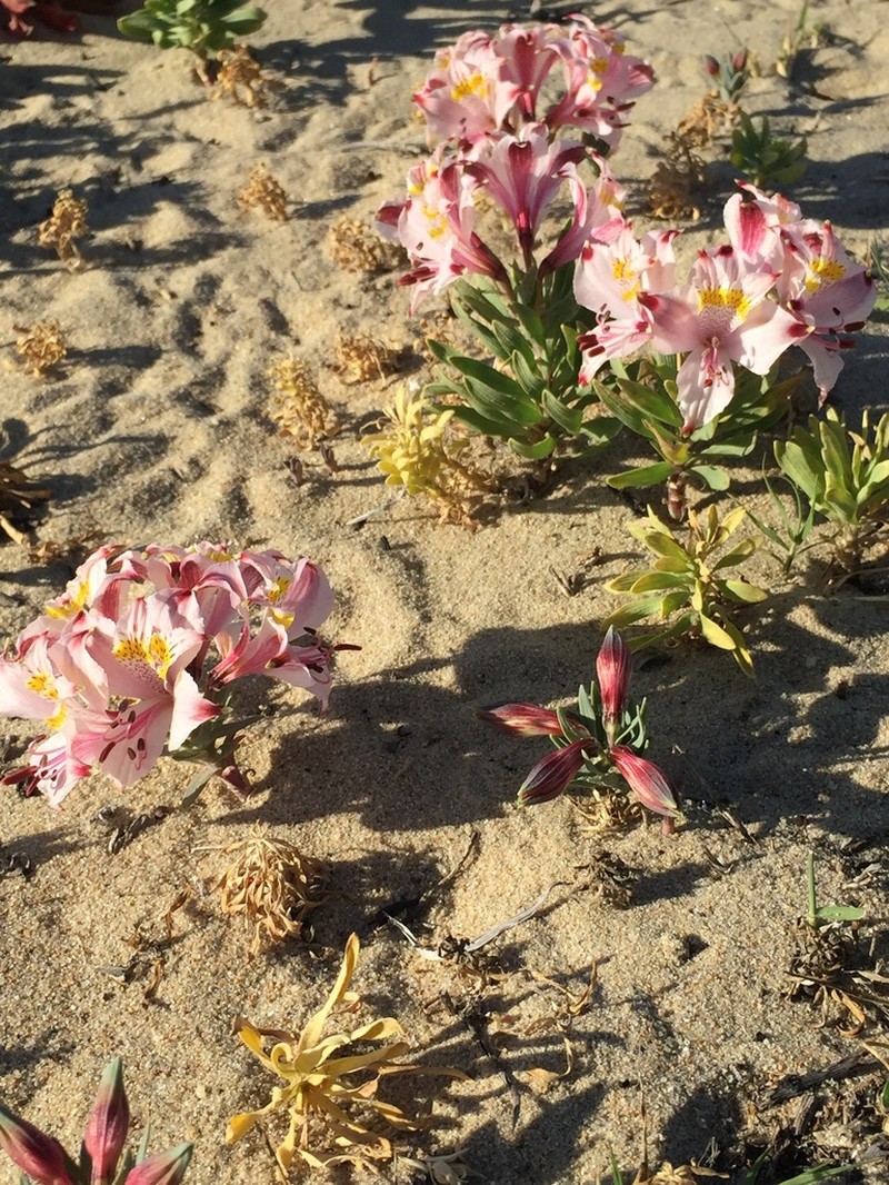 Alstroemeria recumbens photo 7
