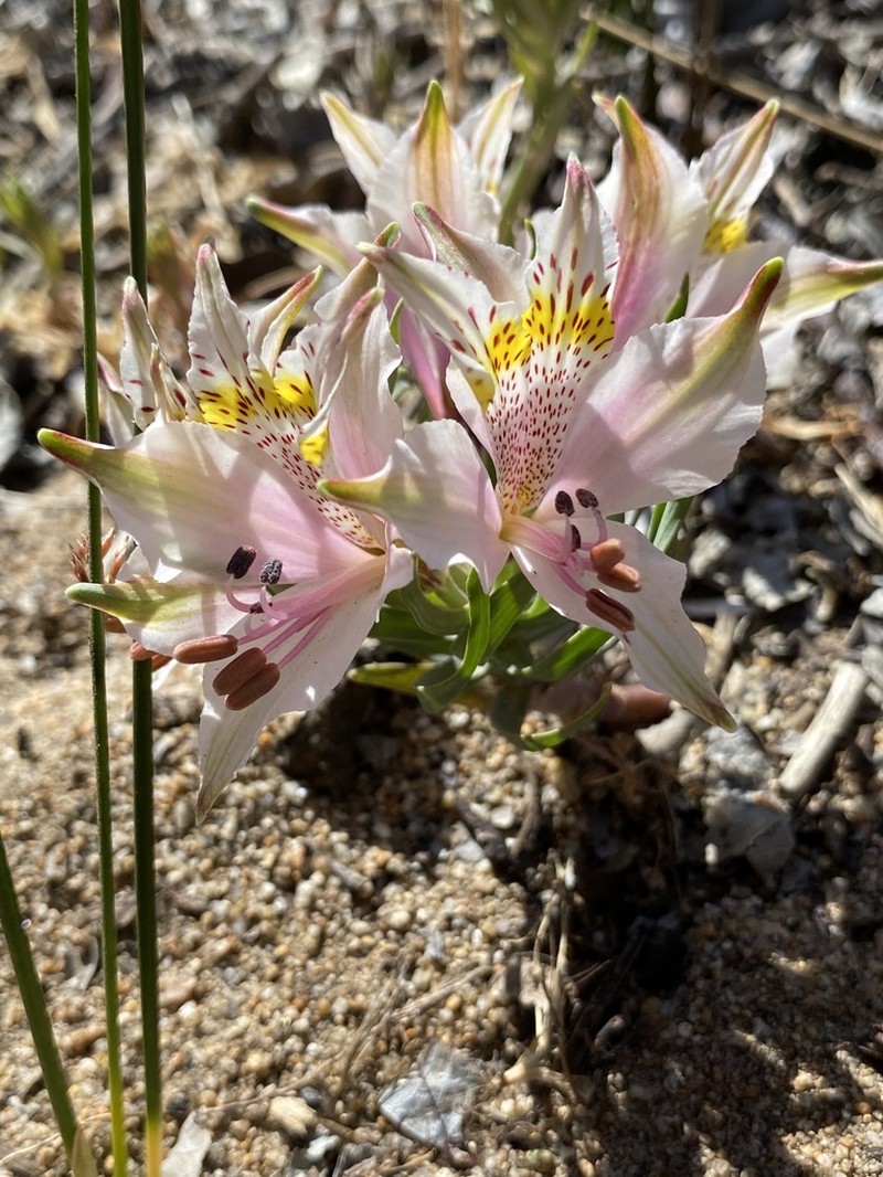 Alstroemeria recumbens photo 8