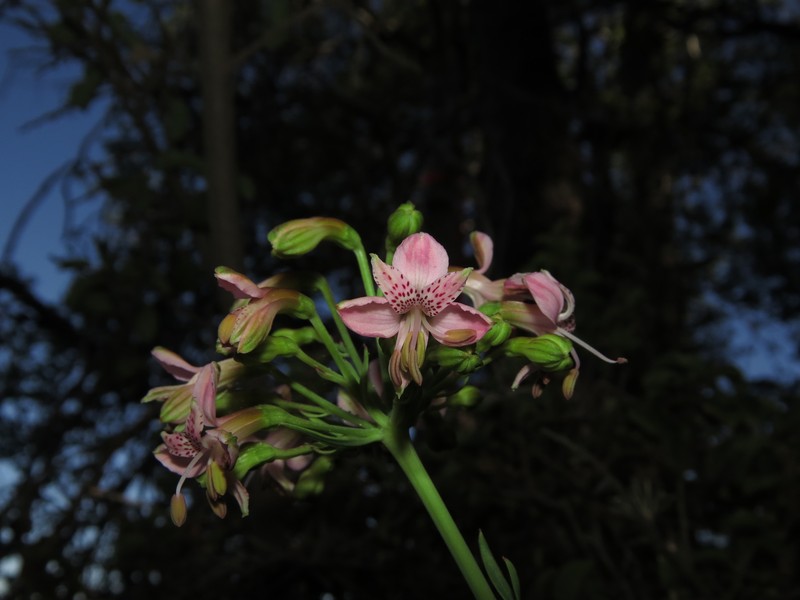 Alstroemeria revoluta