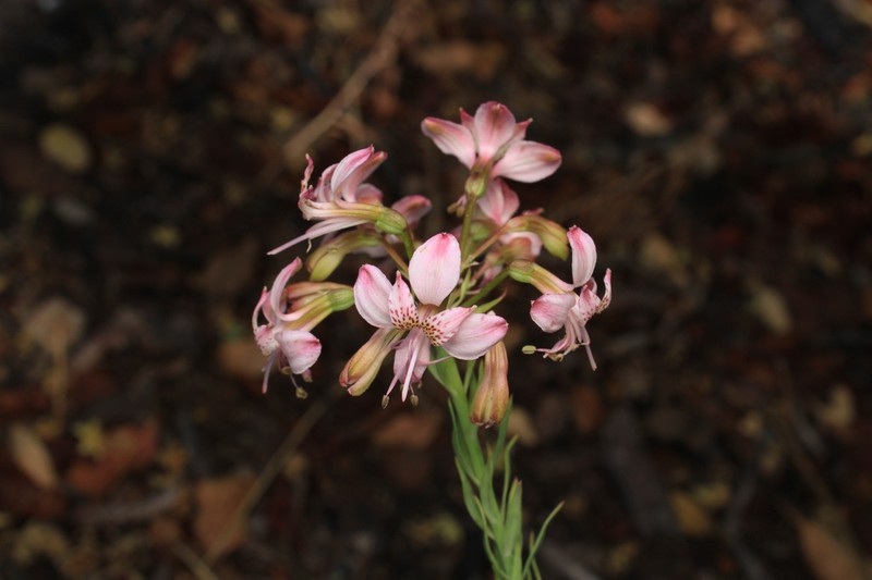 Alstroemeria revoluta photo 7