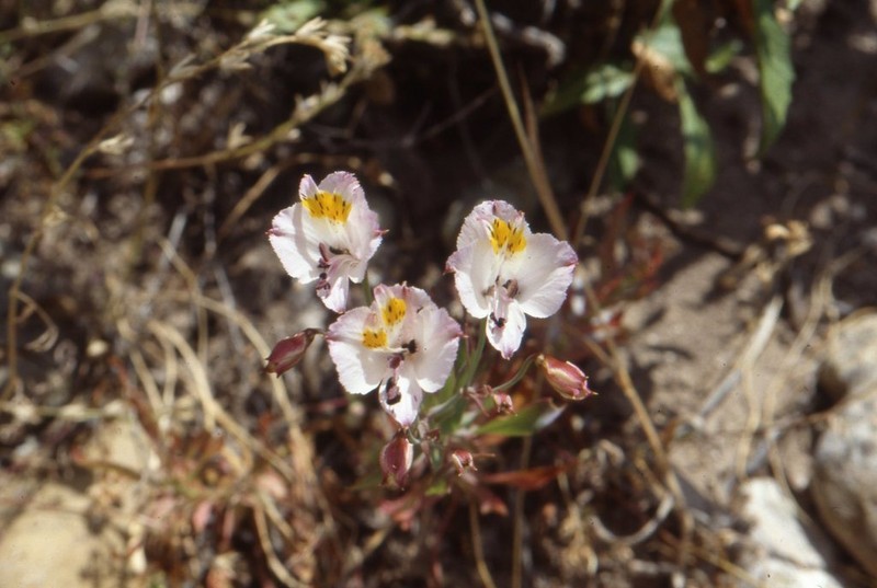 Alstroemeria schizanthoides