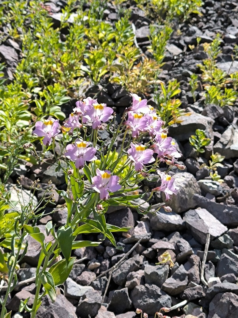 Alstroemeria schizanthoides photo 2