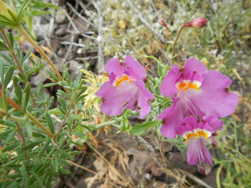 Alstroemeria schizanthoides photo 3