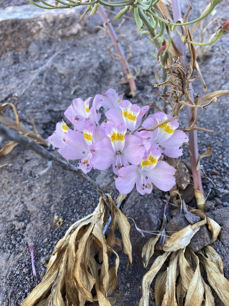 Alstroemeria schizanthoides photo 4