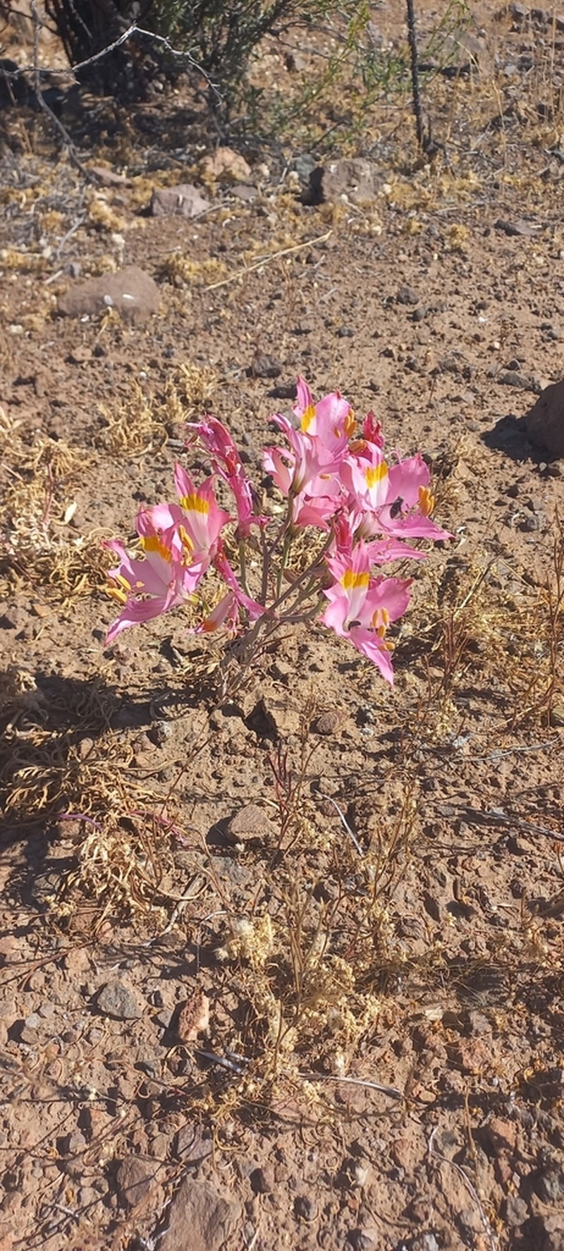 Alstroemeria schizanthoides photo 5