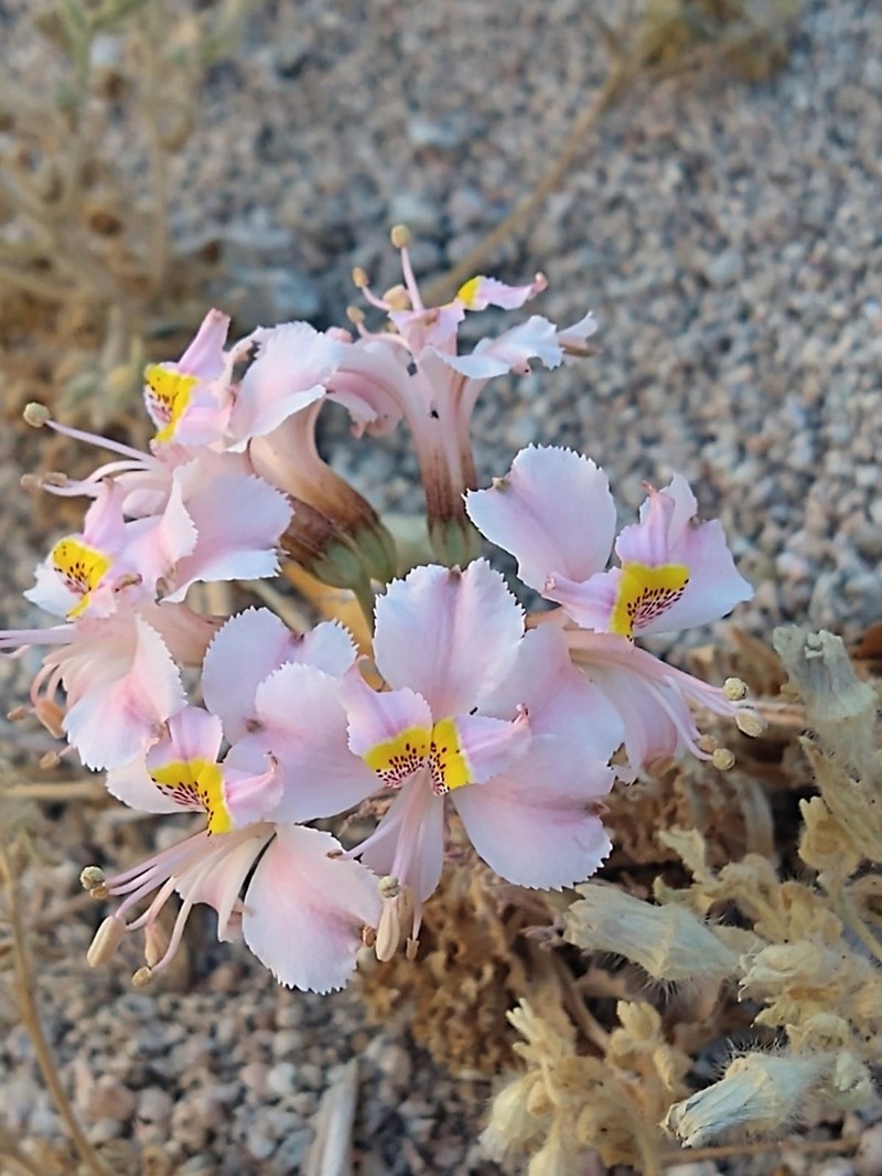 Alstroemeria schizanthoides photo 6