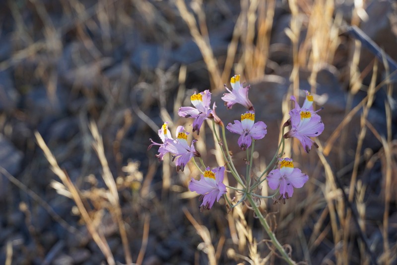 Alstroemeria schizanthoides photo 7