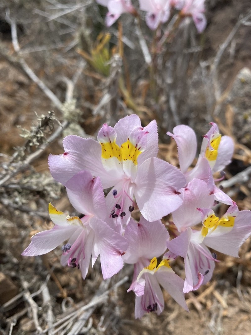 Alstroemeria schizanthoides photo 8