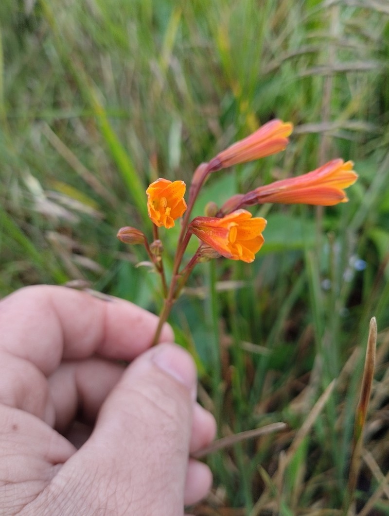 Alstroemeria sellowiana