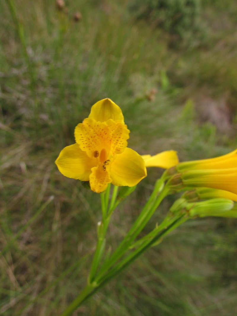 Alstroemeria sellowiana photo 2