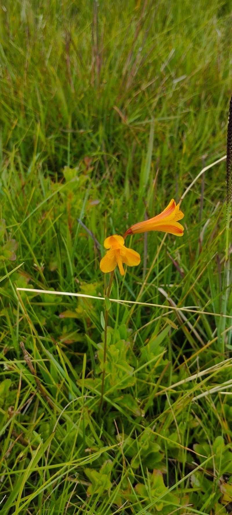 Alstroemeria sellowiana photo 3