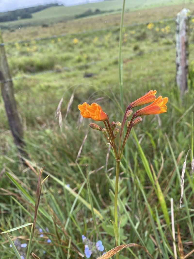 Alstroemeria sellowiana photo 8