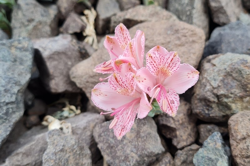 Alstroemeria spathulata photo 3