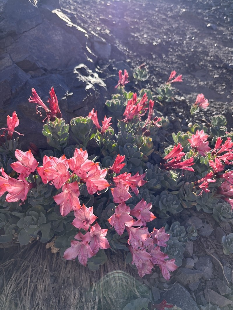 Alstroemeria spathulata photo 4