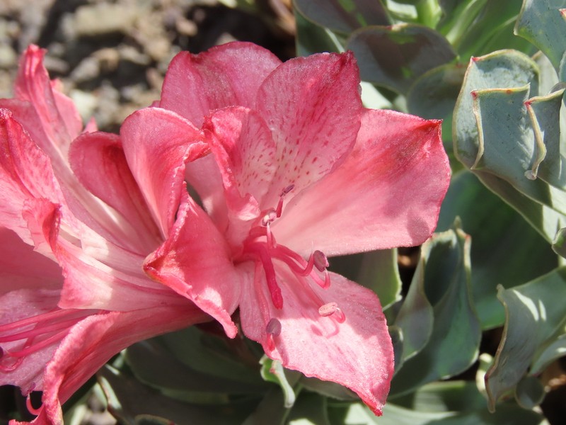 Alstroemeria spathulata photo 5