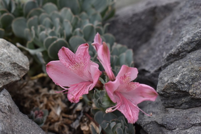 Alstroemeria spathulata photo 6