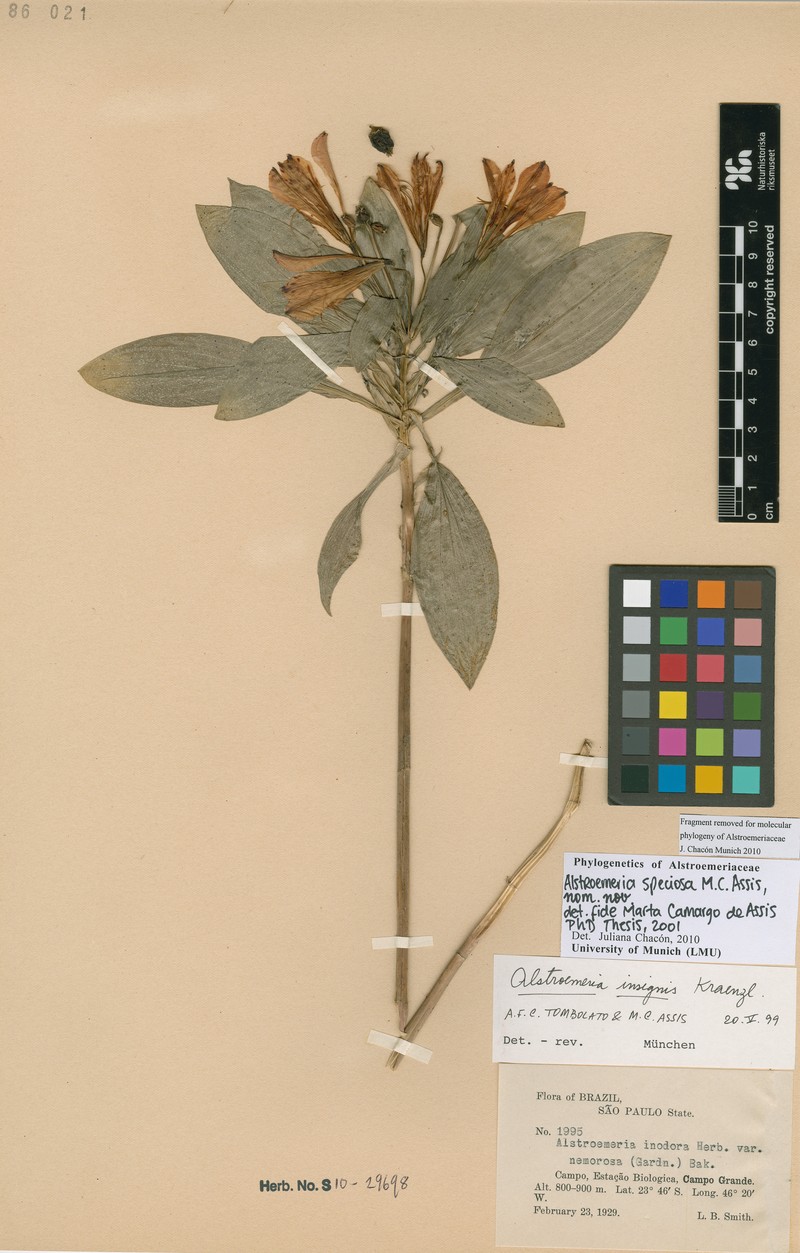 Alstroemeria speciosa