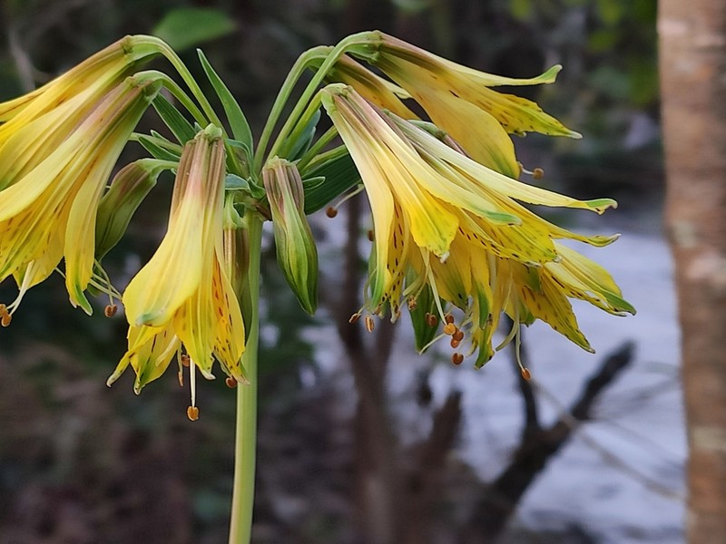Alstroemeria stenopetala