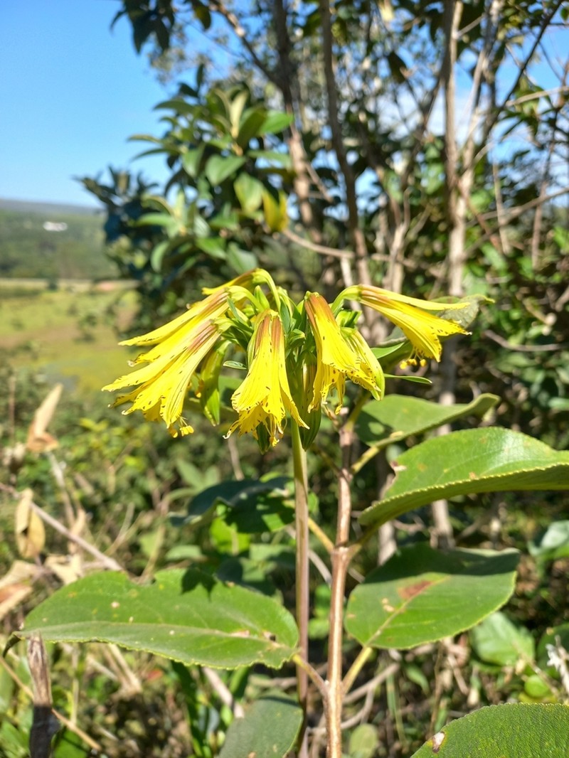 Alstroemeria stenopetala photo 2