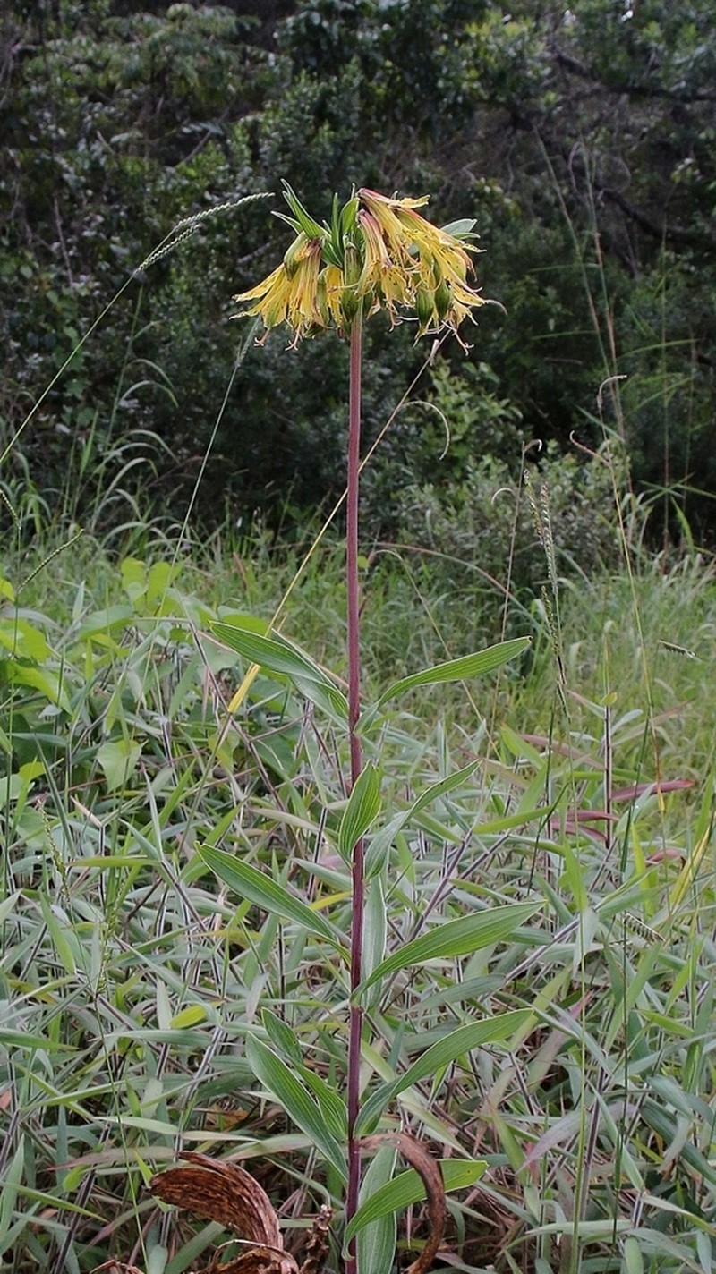 Alstroemeria stenopetala photo 3