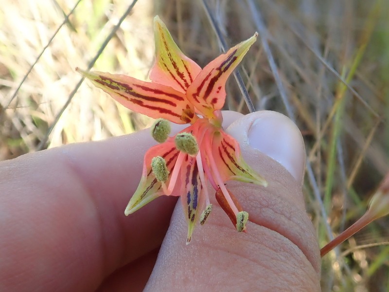 Alstroemeria stenopetala photo 5