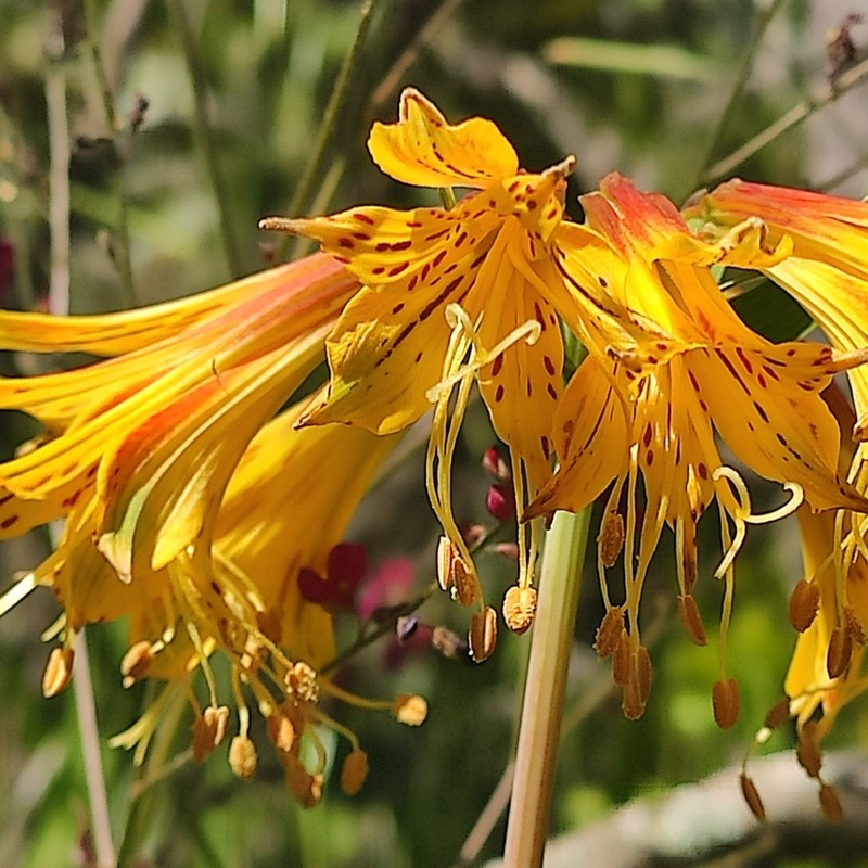 Alstroemeria stenopetala photo 6