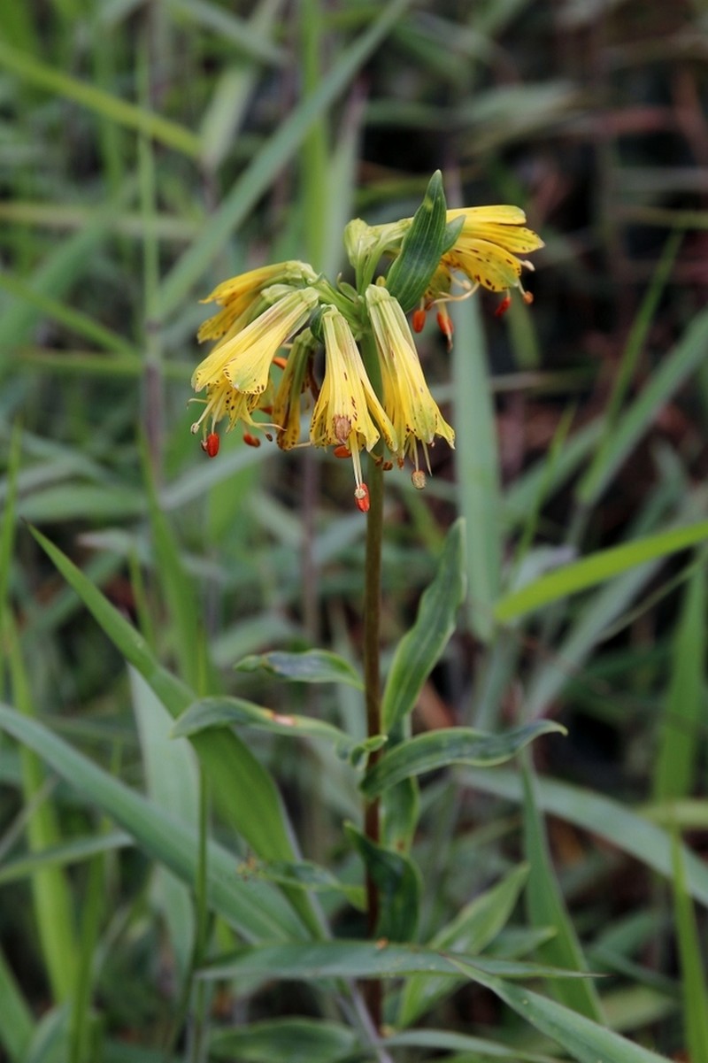 Alstroemeria stenopetala photo 7