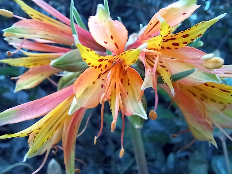 Alstroemeria stenopetala photo 8